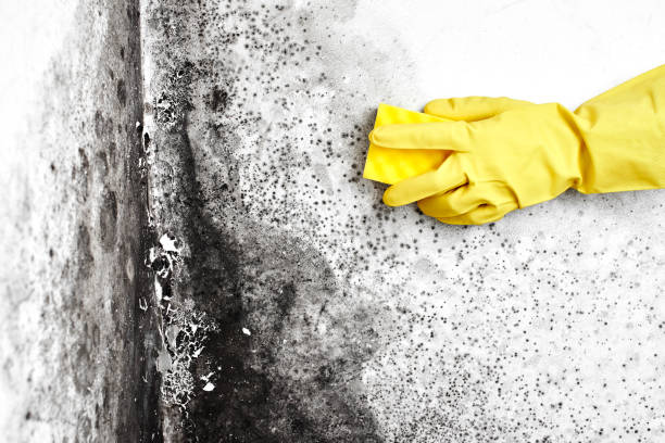 Best Mold Remediation  in Harrison, NJ