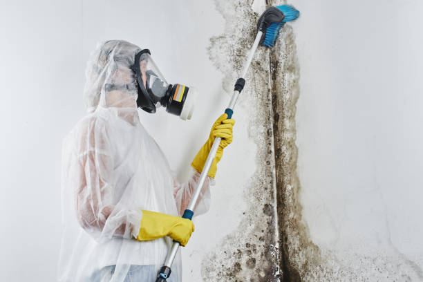 Best Same-Day Mold Removal  in Harrison, NJ
