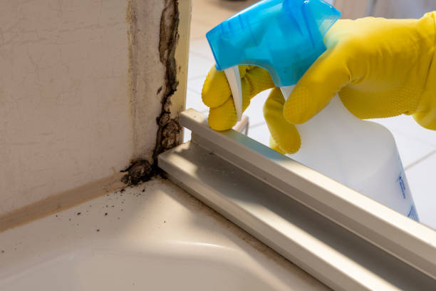 Best Local Mold Removal Service  in Harrison, NJ