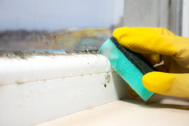 Reliable Harrison, NJ Mold Removal Solutions