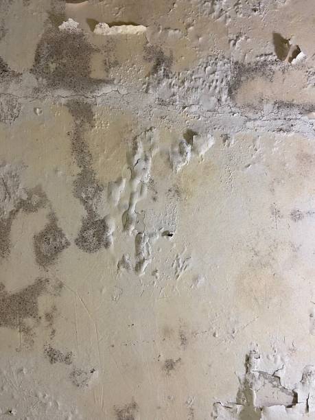Best Certified Mold Removal  in Harrison, NJ