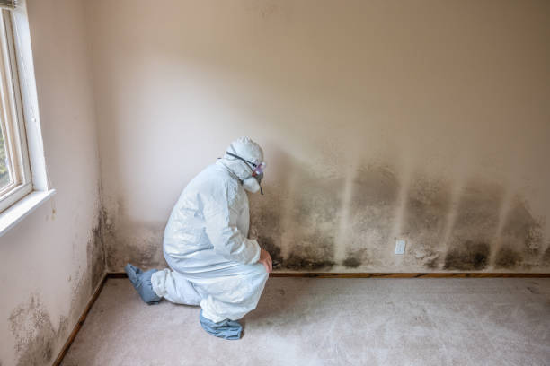 Best Home Mold Removal  in Harrison, NJ