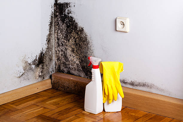 Best Mold Remediation  in Harrison, NJ