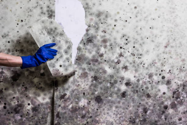 Best Office Mold Removal Services  in Harrison, NJ