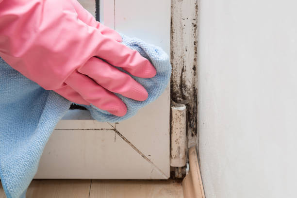 Best Mold Removal Process  in Harrison, NJ