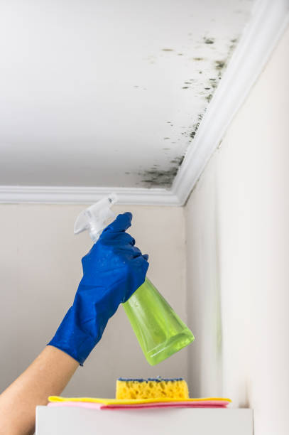 Best Mold Removal Near Me  in Harrison, NJ