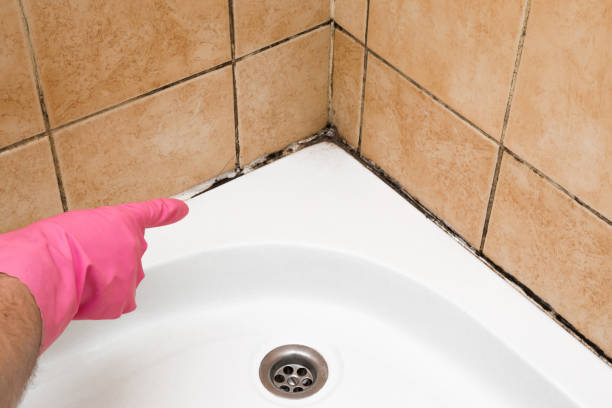 Best Mold Removal Company Near Me  in Harrison, NJ