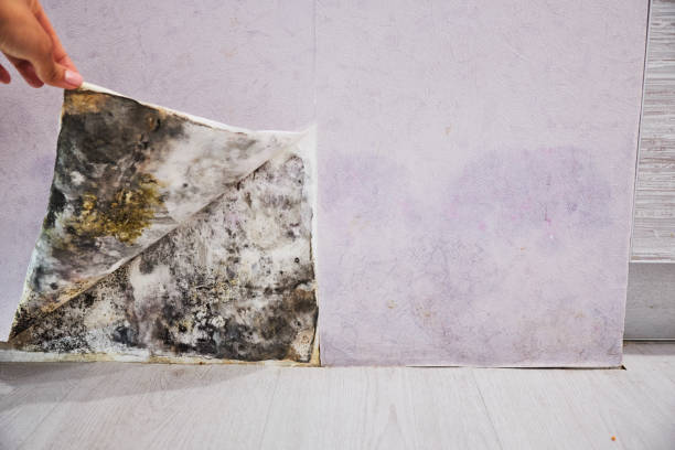  Harrison, NJ Mold Removal Pros